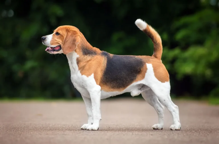 Beagle Dog Breed