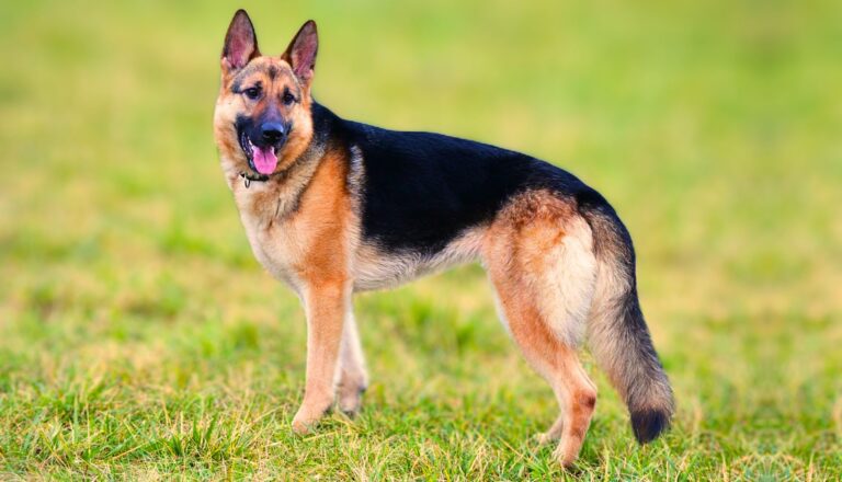 German Shepherd Dog Breed