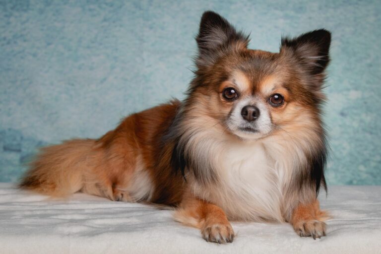 15 Best Dog Breeds for Apartment Living