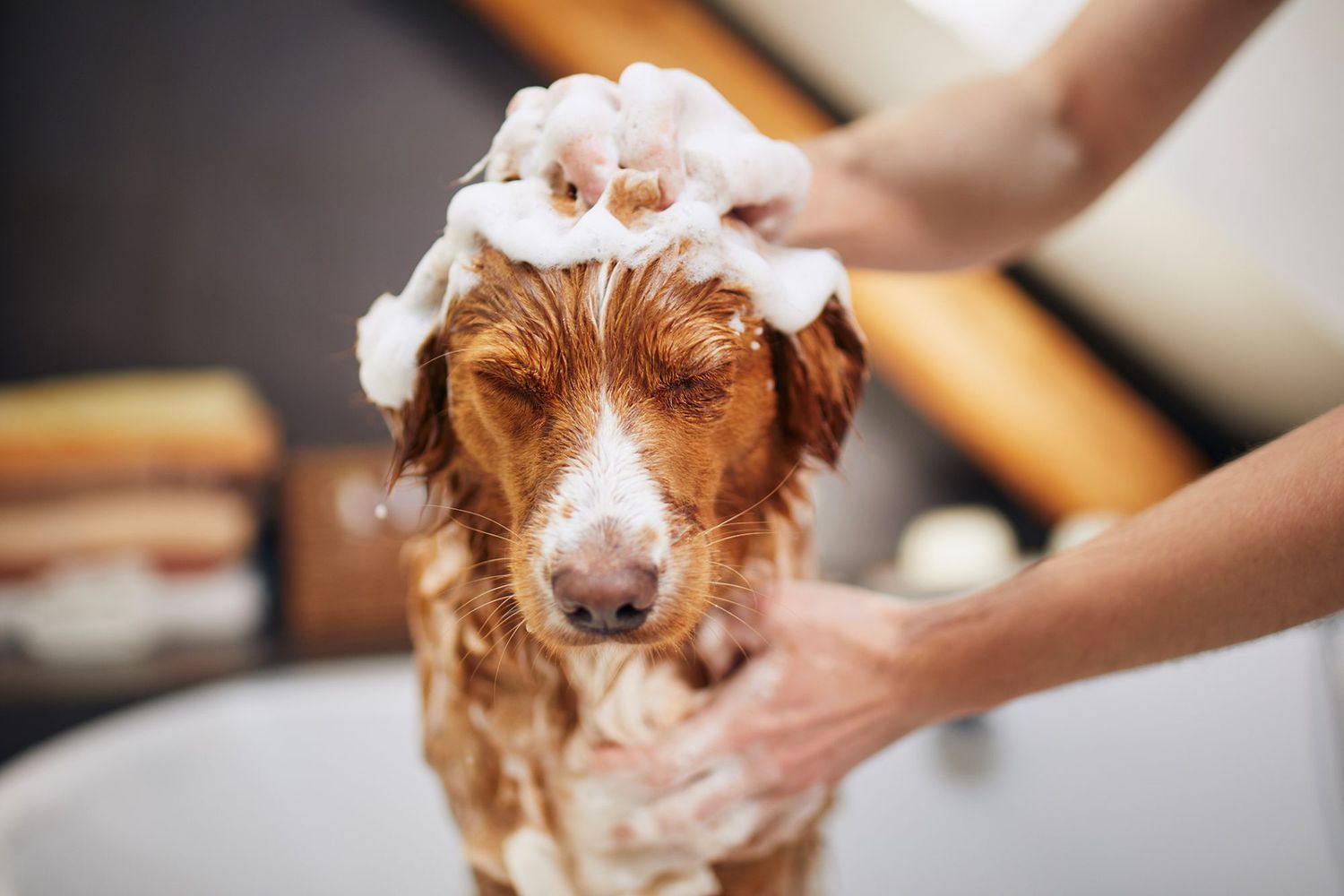 How Often Should You Bathe Your Dog