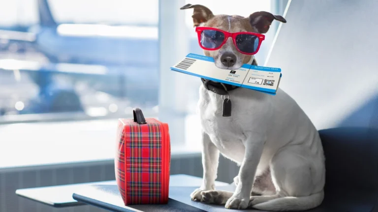 Pet-Friendly Hotels and Airlines in Africa