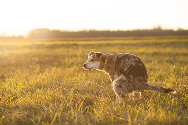 Understanding Dog Poop: What It Tells You