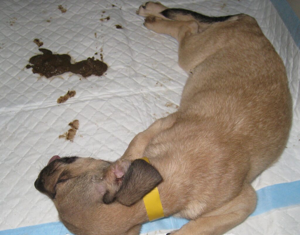 Parvo Virus in Dogs