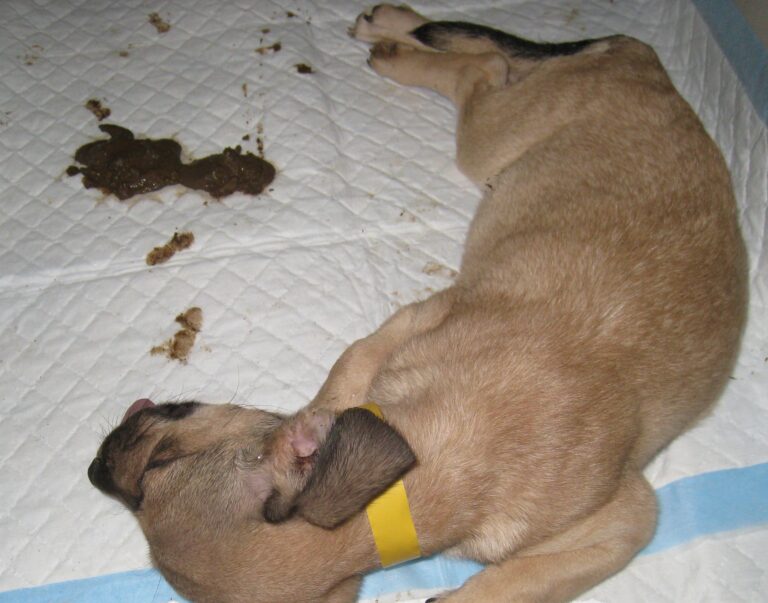 Parvo Virus in Dogs