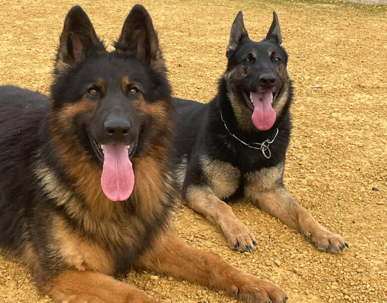 Choosing the Right Guard Dog for Your Home
