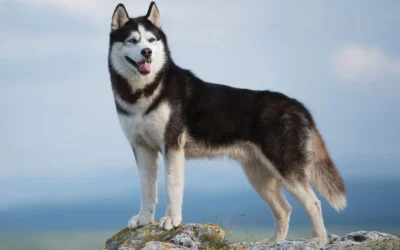 Siberian Husky Dog Breed