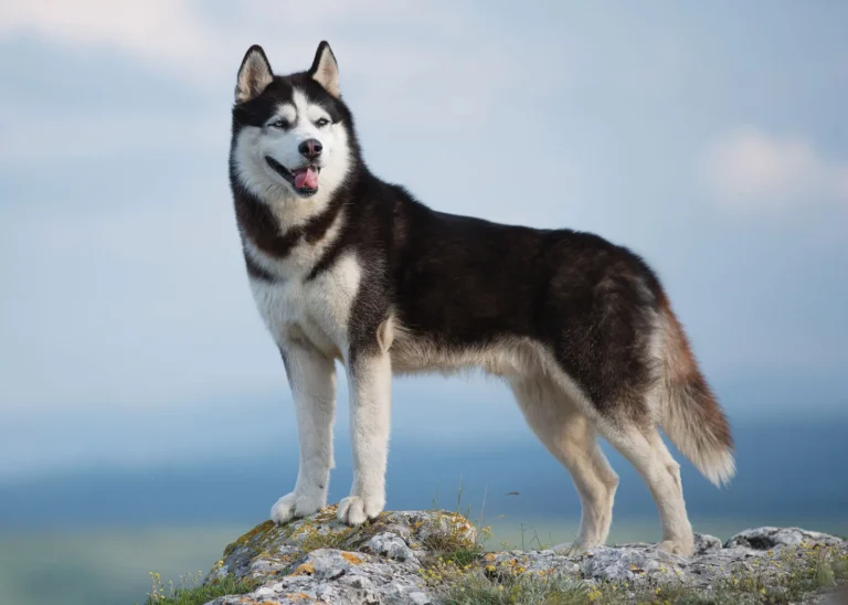 Siberian Husky Dog Breed