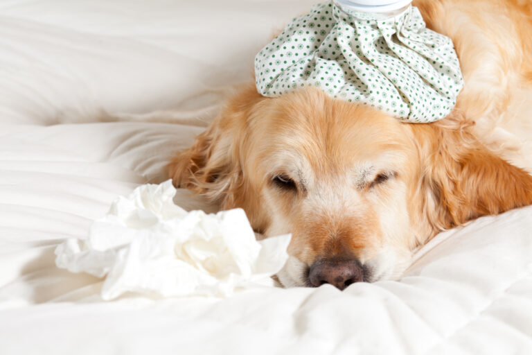 Signs Your Dog Needs to See a Vet