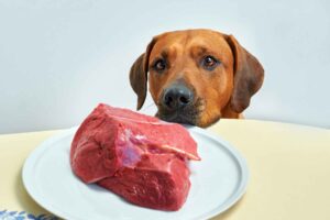 Diseases a Dog Can Get from Eating Half-Cooked Beef