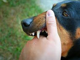 Health Risks of a Dog Scratch