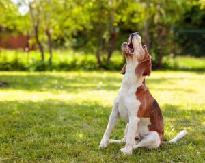 How to Stop a Dog from Barking Excessively