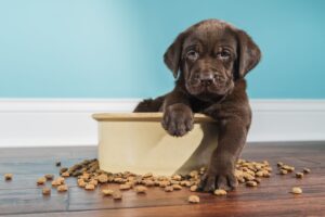 Should I Take away a Dog's Food if He is Reluctant to Eat It