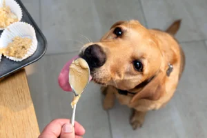 Should a Dog Eat Food with Salt?
