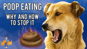 Why Does a Dog Eat Its Poop