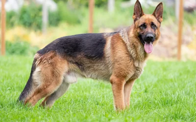 Common Health Problems in German Shepherds