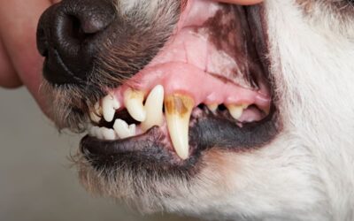 Dental Disease in Dogs