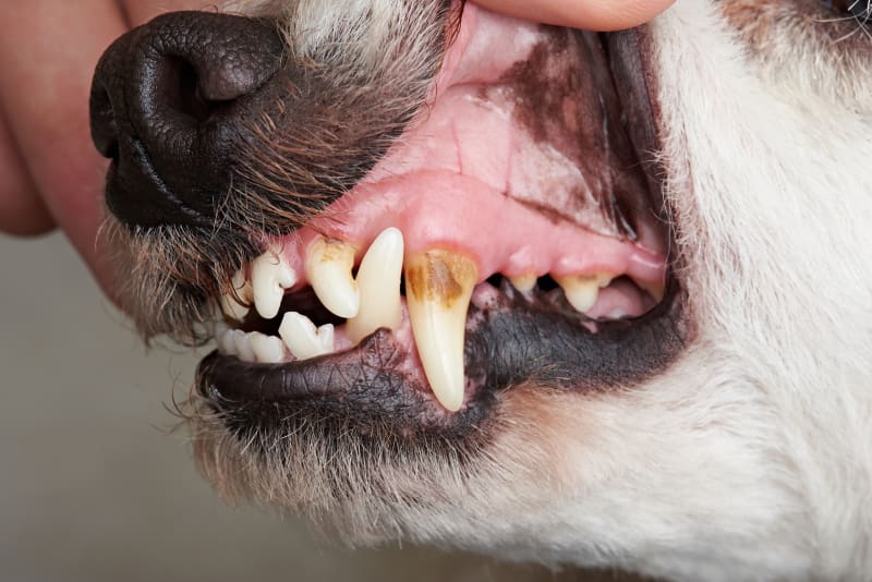 Dental Disease in Dogs