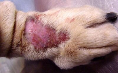 The Most Lethal Dog Diseases Every Pet Owner Should Know